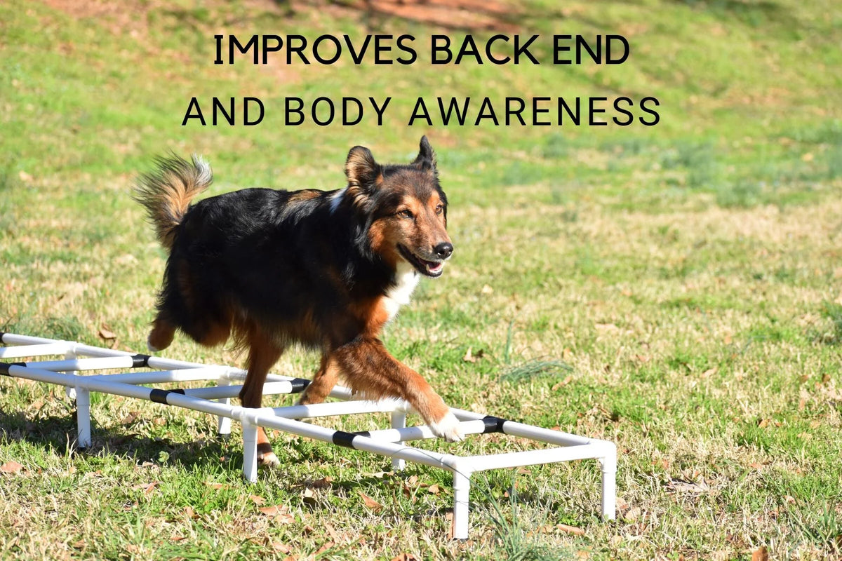 Dog Agility Training Ladder