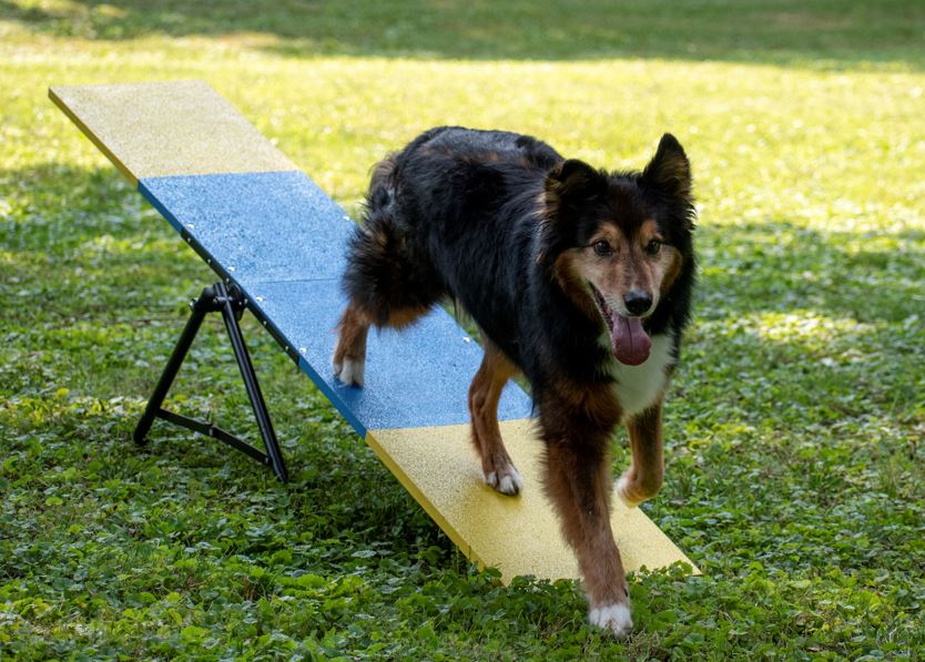 Fully Assembled Practice Teeter for Dog Agility Training