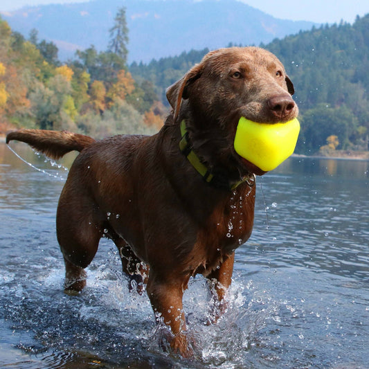 DAWG CUBE XL Lifetime Guaranteed