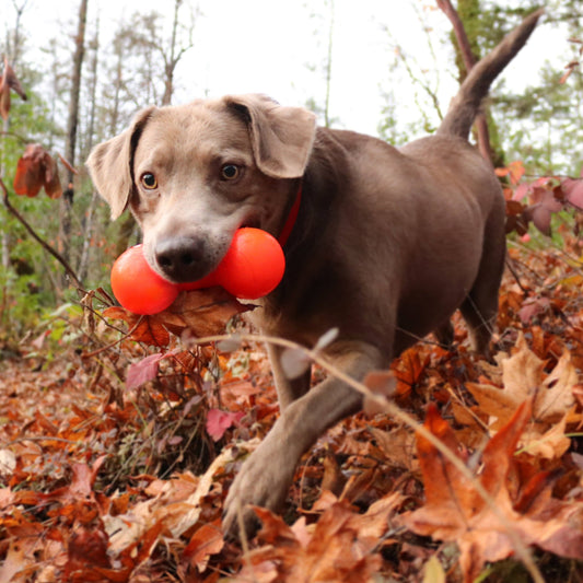 BIG DAWG Lifetime Guaranteed