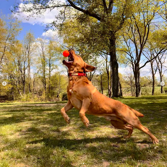 BALL Lifetime Guaranteed