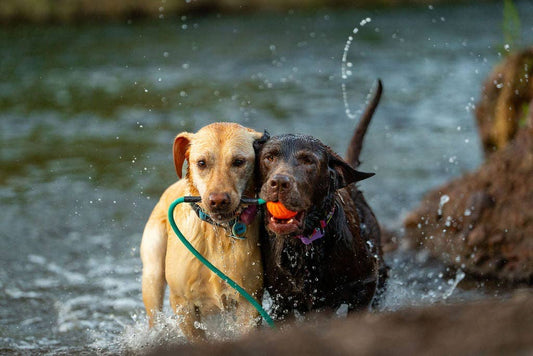 Denali Tug Toy - Mystery Tug