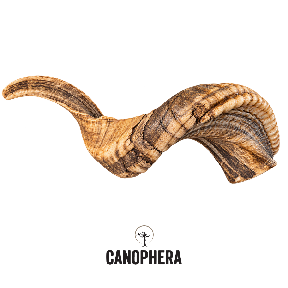 Giant Sheep Horn - Limited Release