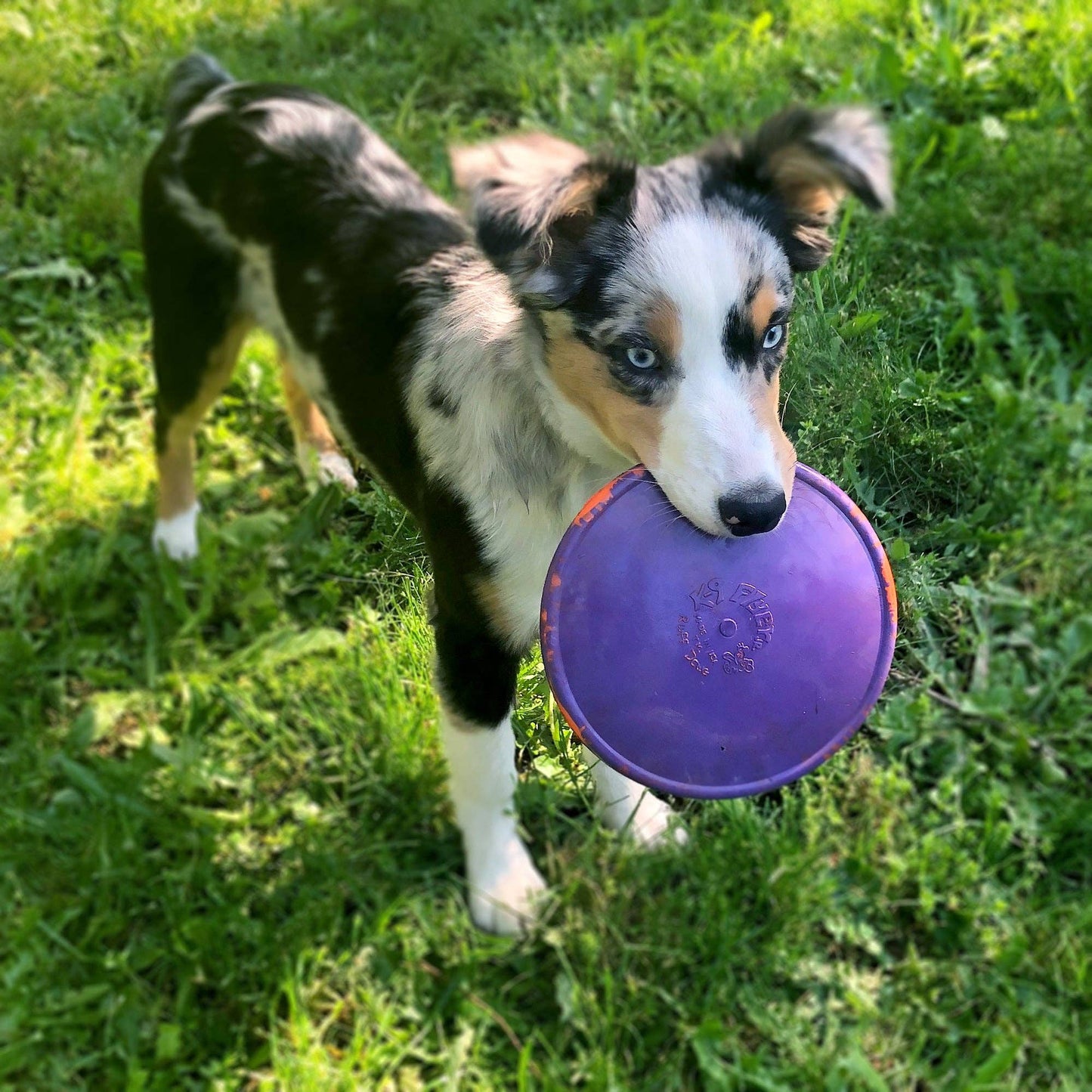 RuffDawg - K9 FLYER JR