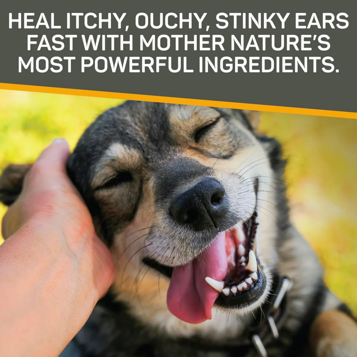 Silver Honey Rapid Ear Treatment - Performance Dog Supply