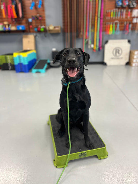 Cato Board Training Platform - Performance Dog Supply