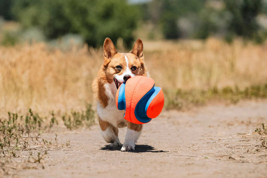 CHUCKIT! KICK FETCH DOG TOY