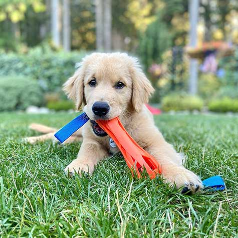 CHUCKIT! AIR BUMPER DOG TOY