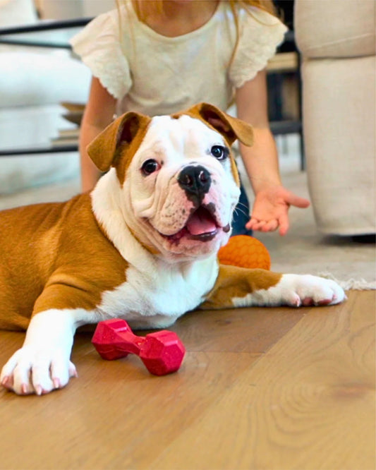 N-Gage Dumbbell Junior