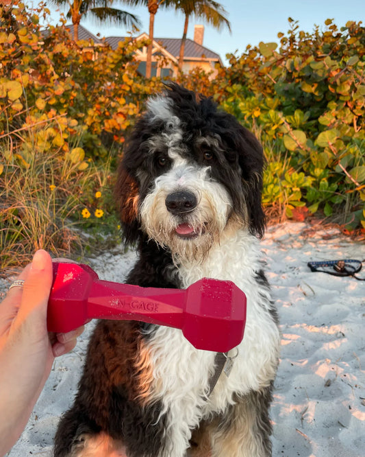 N-Gage Dumbbell Regular