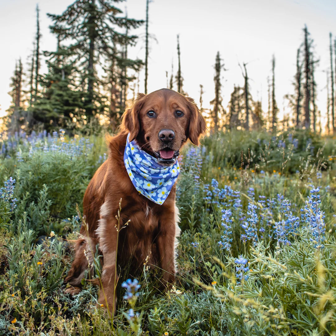 Daisy Bandana - Performance Dog Supply