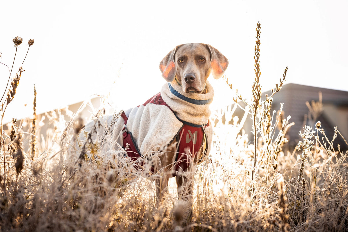 NSD Trekking Fleece Dog Jacket
