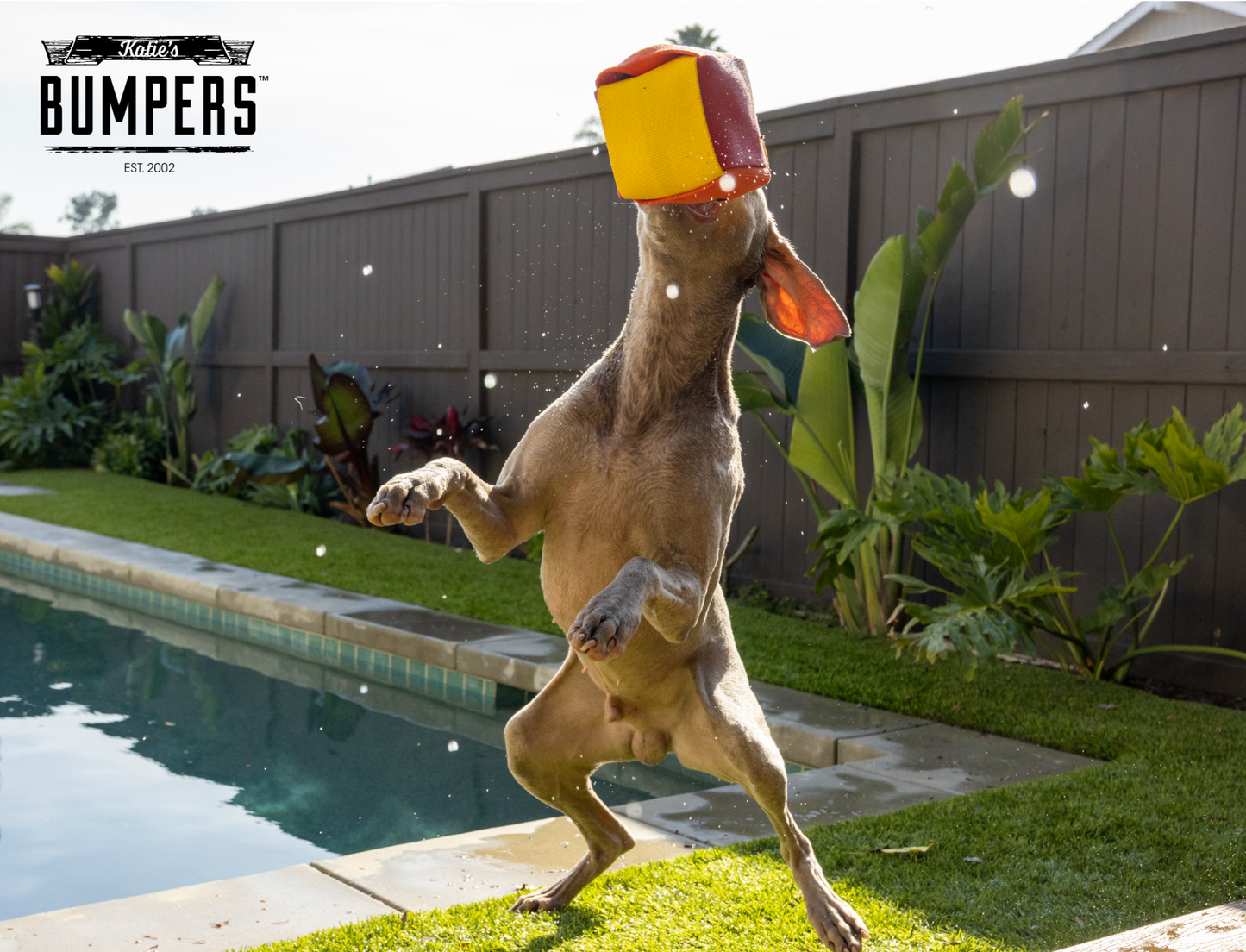 NEW!! KB Fire Balls - Performance Dog Supply