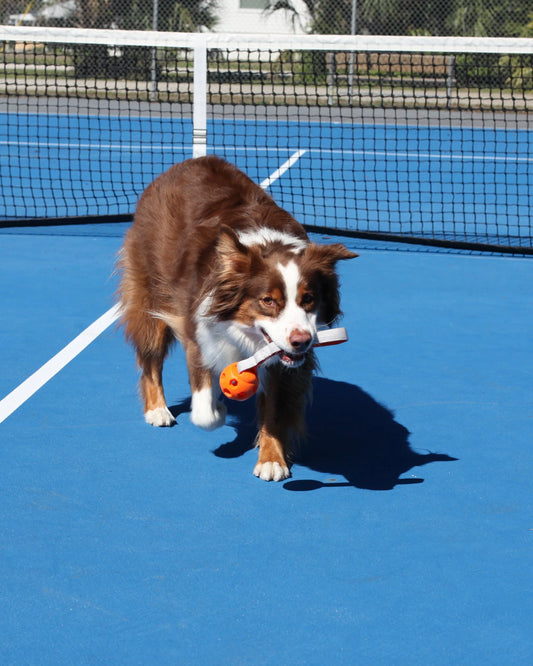 N-Gage Active Handler Junior