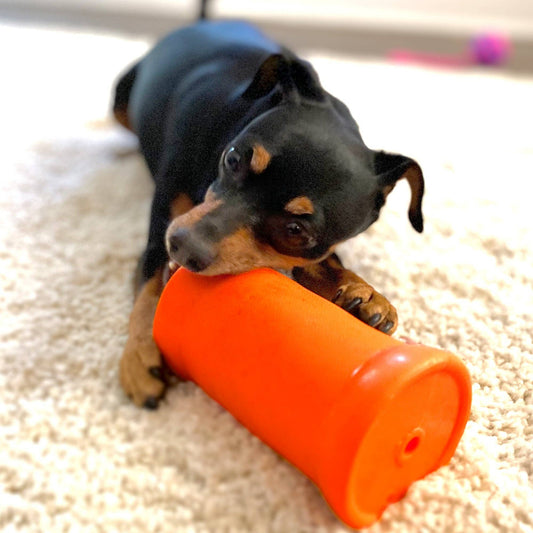 CRINKIT Water Bottle Toy