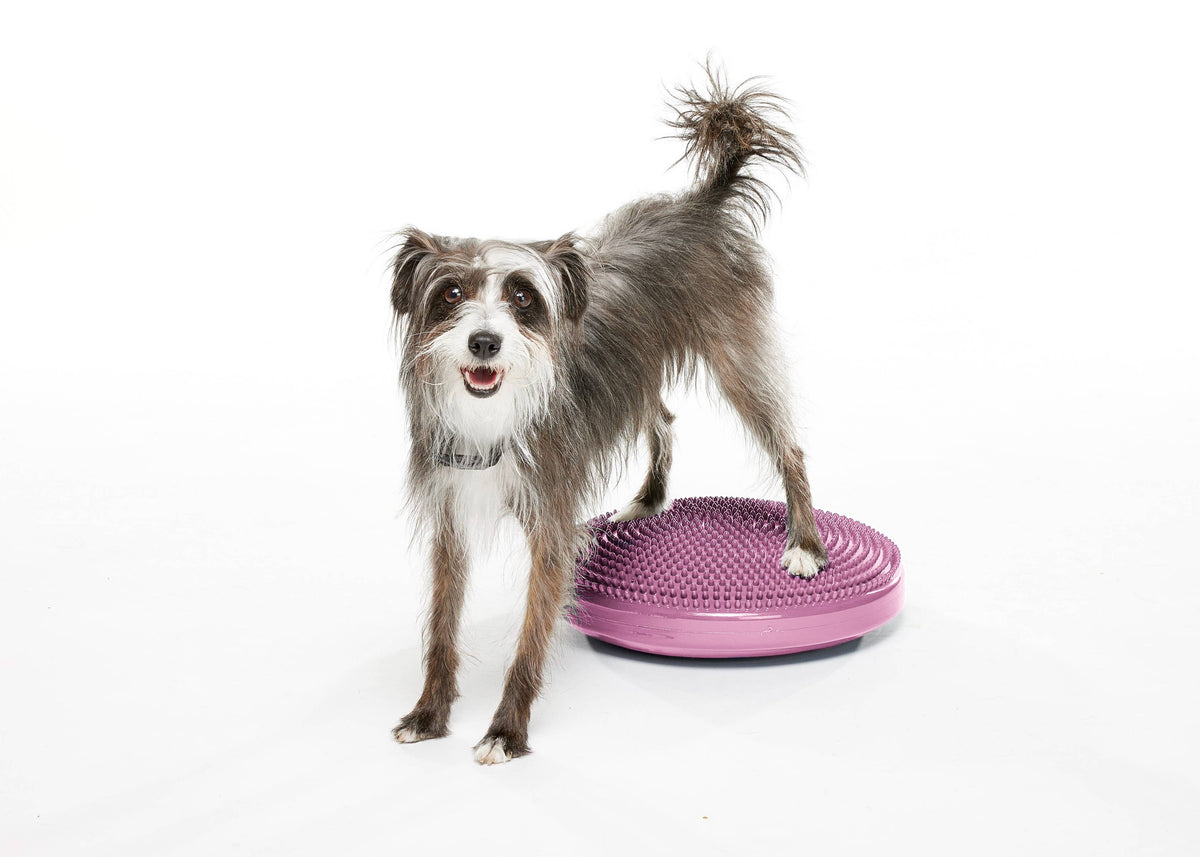 FitPAWS - FitPaws Balance Disc