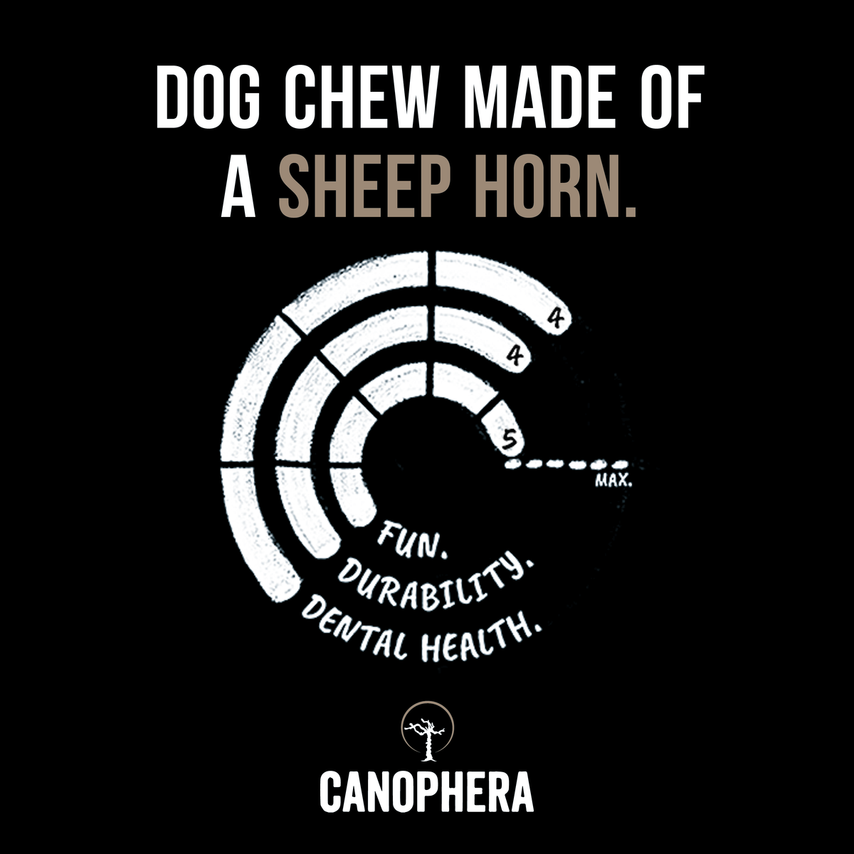 Giant Sheep Horn - Limited Release
