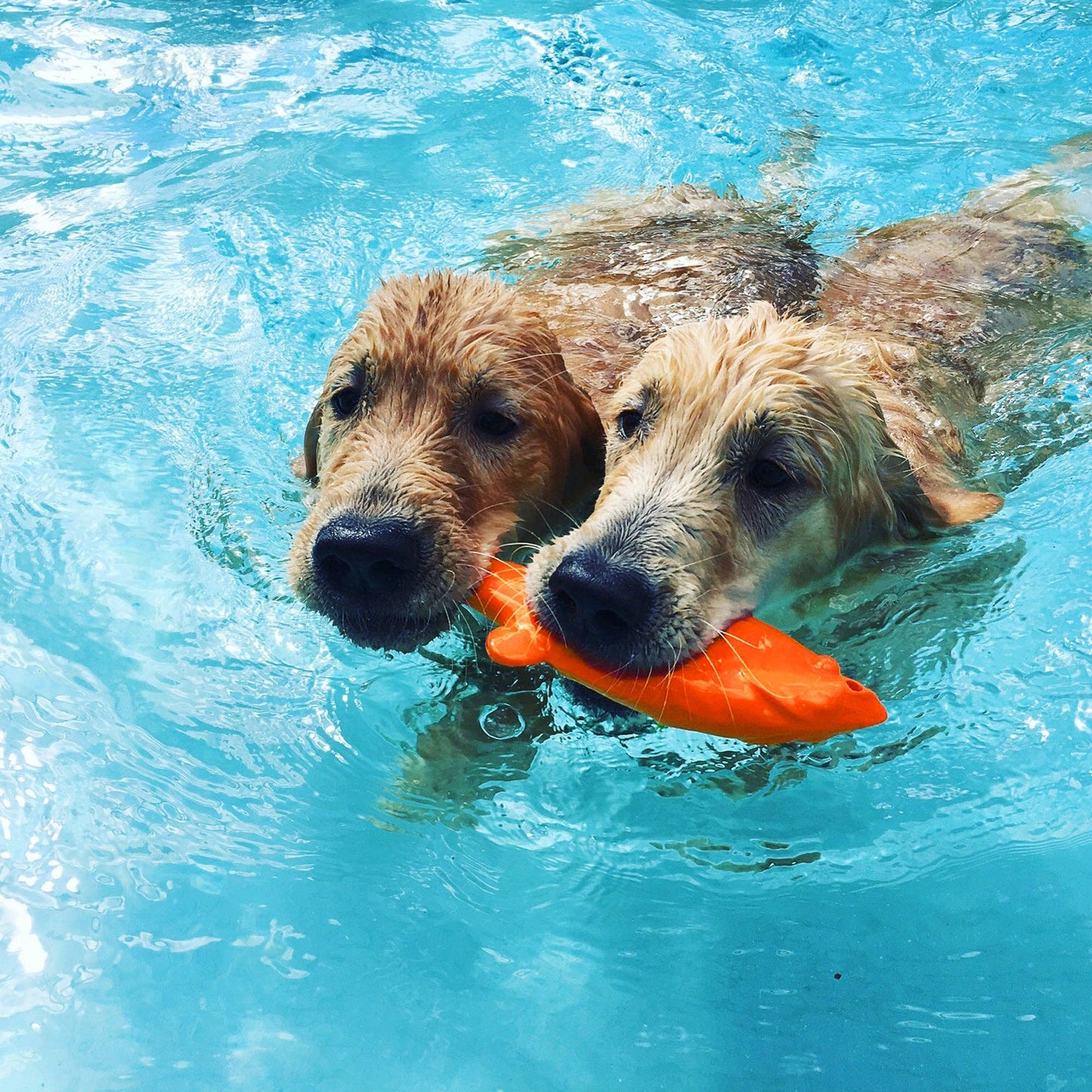 RuffDawg - FLYING FISH