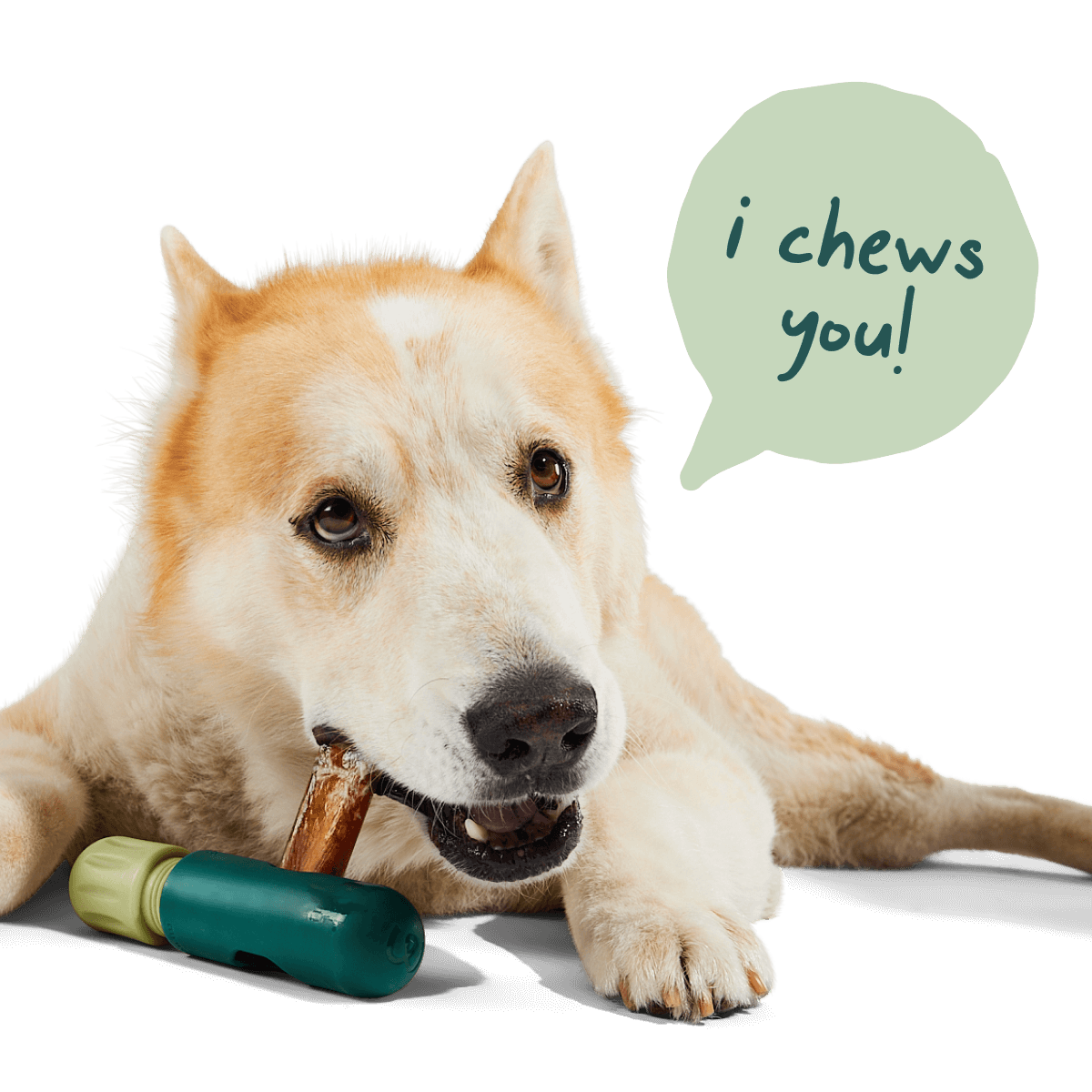 The BullySafe - Performance Dog Supply