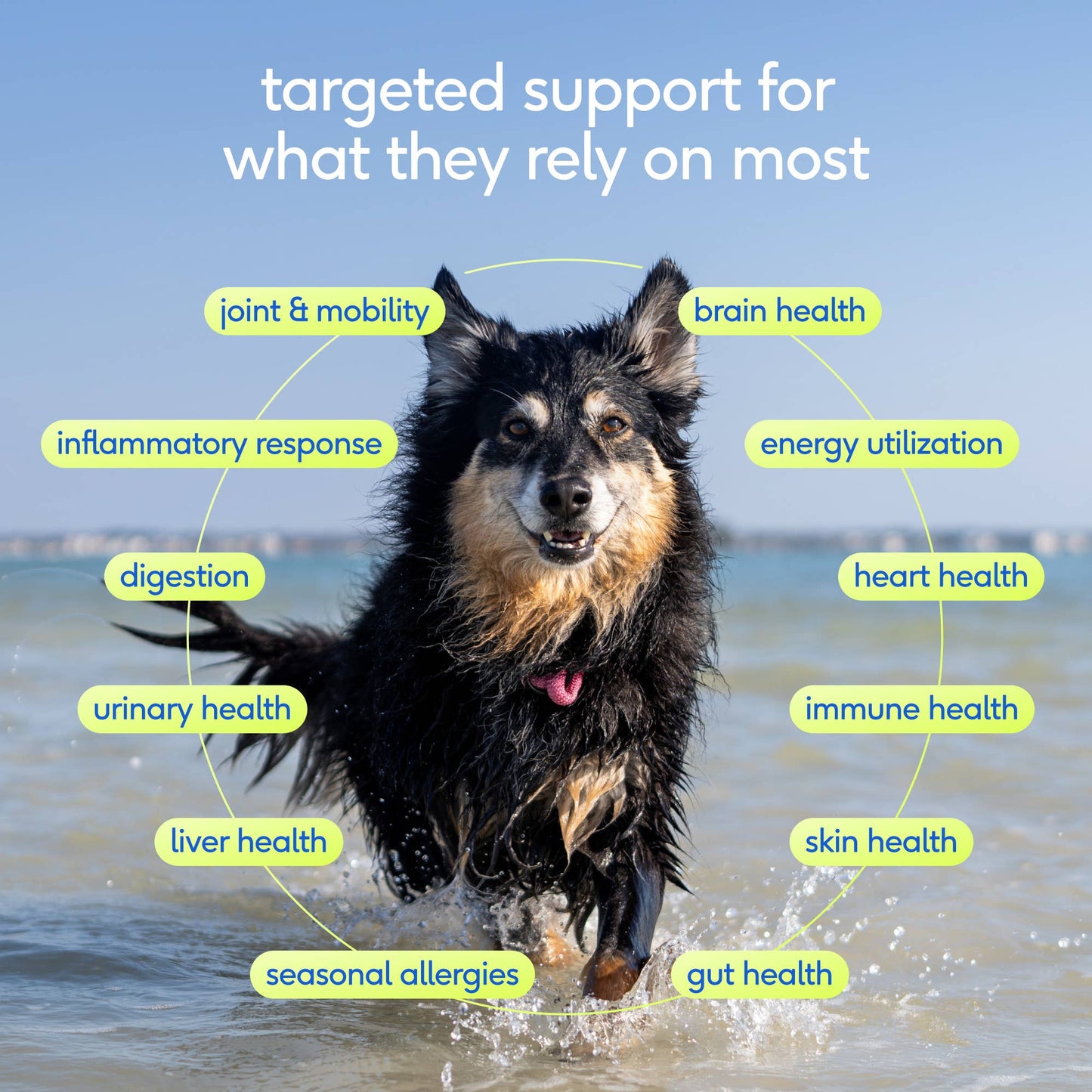 Native Pet - Senior Daily 12-in-1 Multivitamin Powder Supplement for Dogs