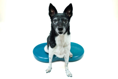 FitPAWS - FitPaws Duo Disc (24" x 13" x 3")