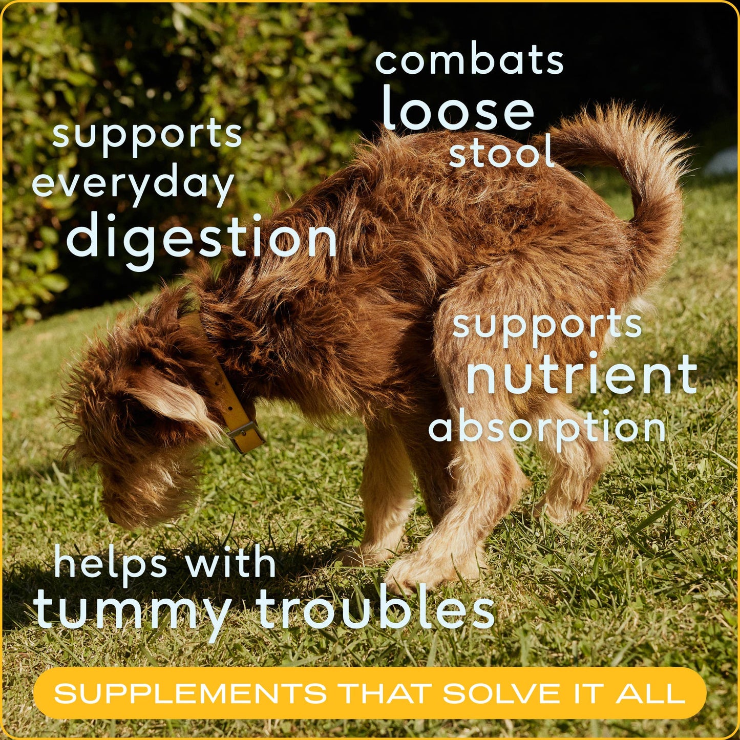 Native Pet - Organic Pumpkin Fiber Powder, Digestive Supplement for Dogs: 16 oz