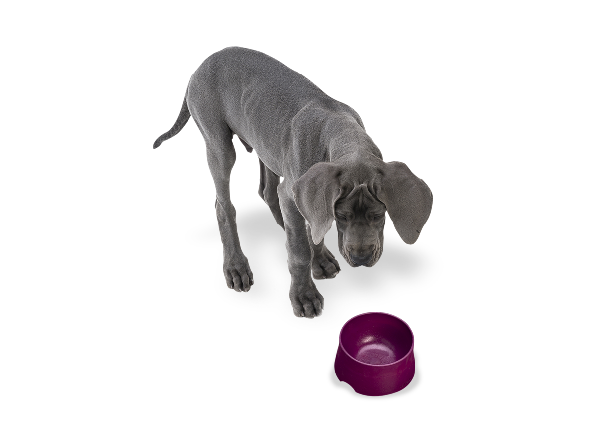West Paw - No-Slip Dog Feeding Water Bowl