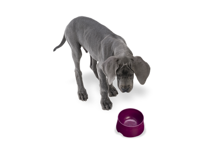 West Paw - No-Slip Dog Feeding Water Bowl