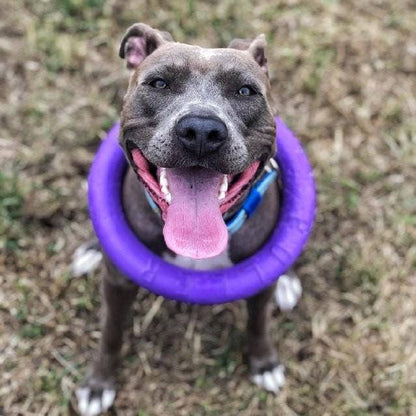 Puller - Agility Training Fetch Ring - Performance Dog Supply