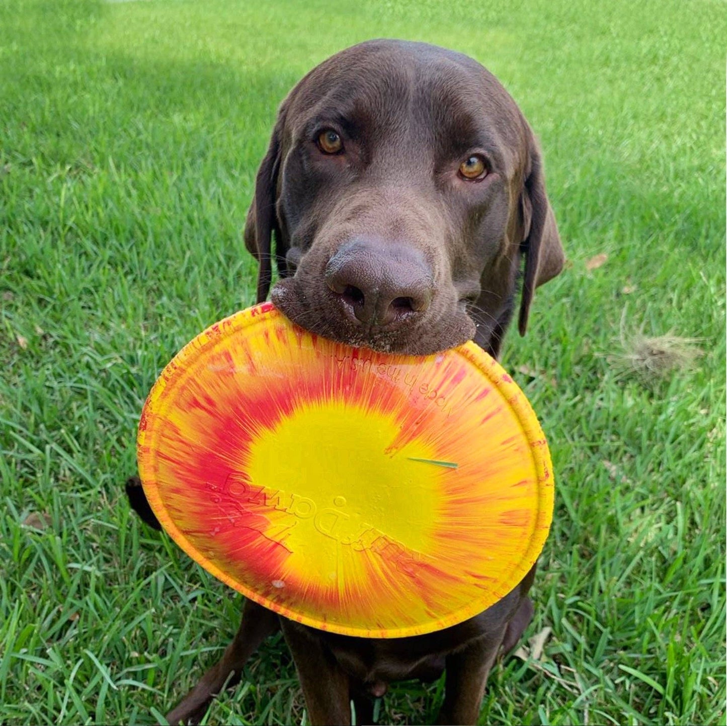 RuffDawg - K9 FLYER