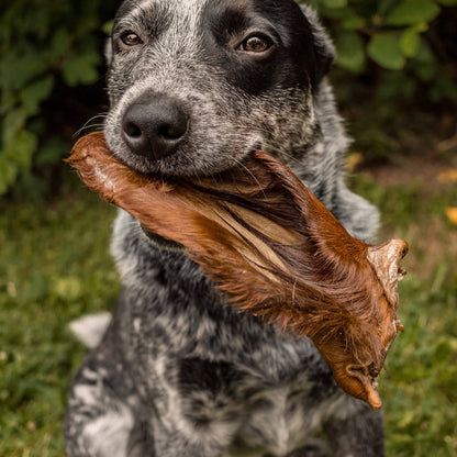TREAT BAR - Beef Ear with Hair - 1 PIECE
