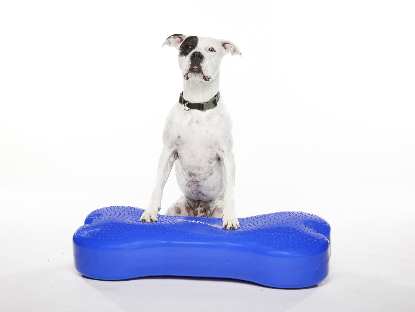 FitPAWS - Giant K9FITbone Dog Balance Training Platform