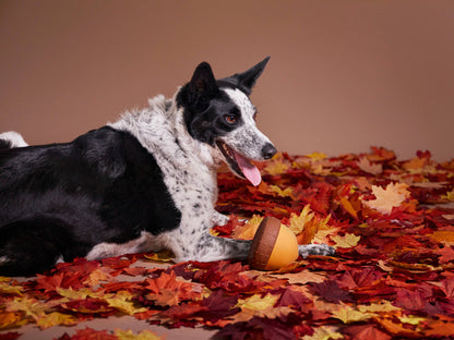 BARK Super Chewer Acornucopia Dog Toy Large - Performance Dog Supply