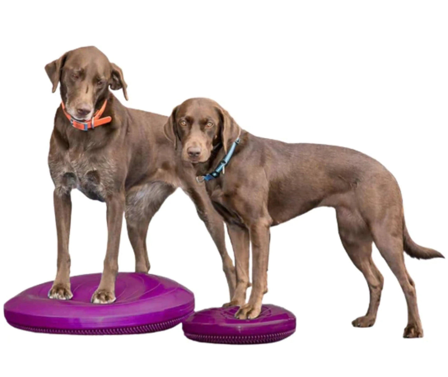 FitPAWS - FitPaws Balance Disc