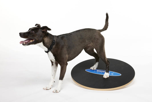 FitPAWS - FitPaws Wobble Board, Dog Balance Training Platform