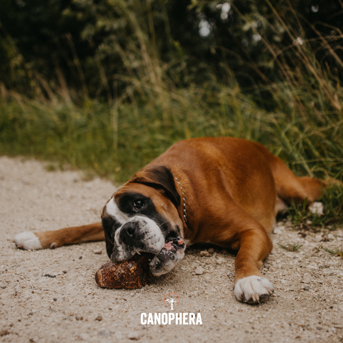 Briar Root Dog Chew