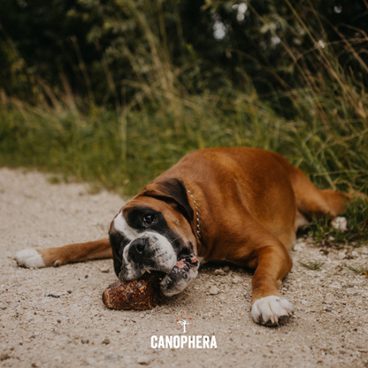 Briar Root Dog Chew