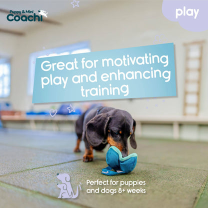 Coachi Puppy & Mini Chase & Treat Teal & Mint