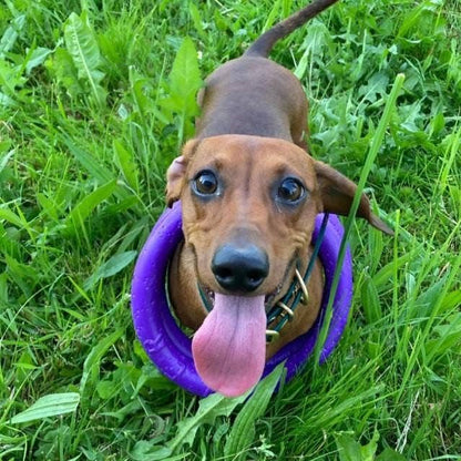 Puller - Agility Training Fetch Ring - Performance Dog Supply