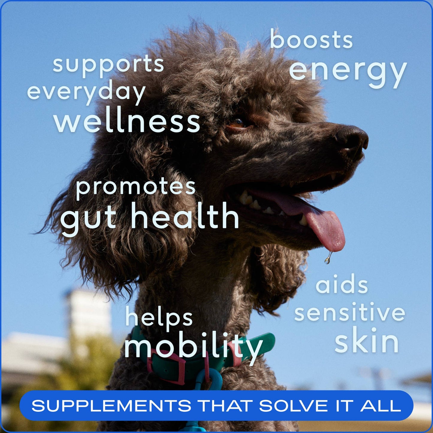 Native Pet - The Daily Powder Supplement, 11-in-1 Multivitamins for Dogs: 60 scoops