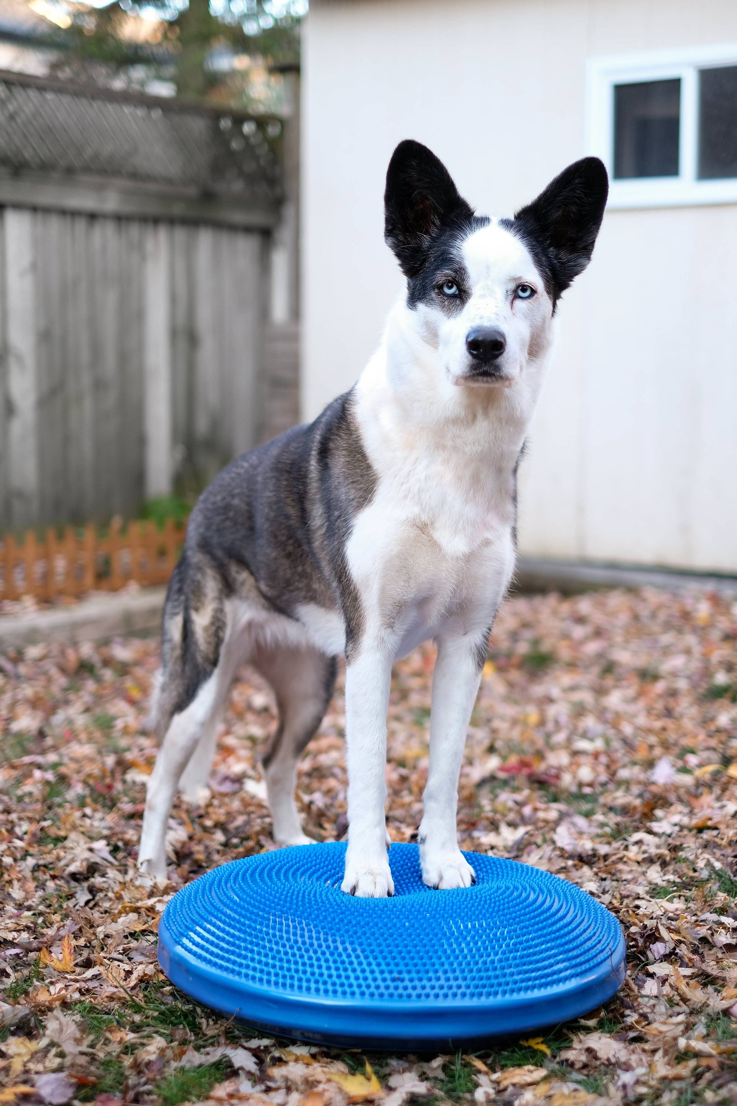 FitPAWS - FitPaws Balance Disc