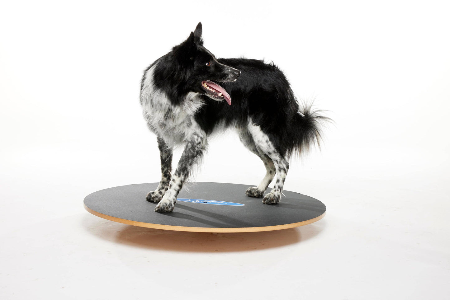 FitPAWS - FitPaws Wobble Board, Dog Balance Training Platform