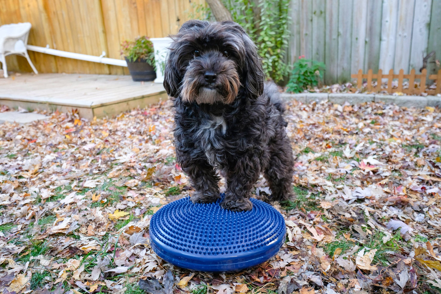 FitPAWS - FitPaws Balance Disc