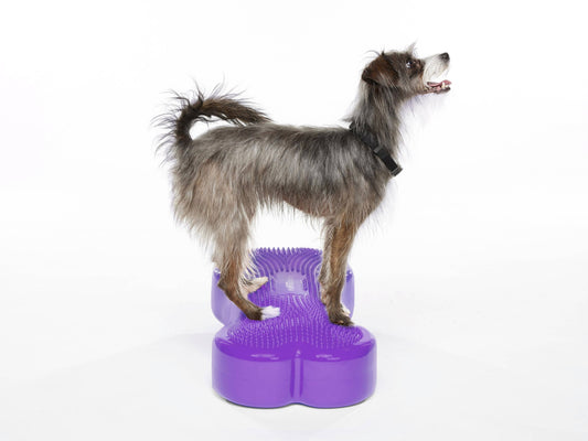 FitPAWS - Regular K9FITbone Dog Balance Training Platform