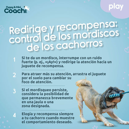Coachi Puppy & Mini Tuggi Helix Teal & Mint