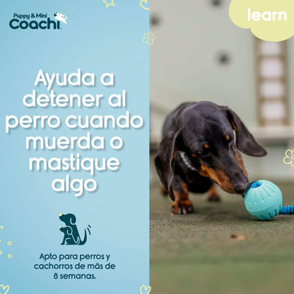 Coachi Puppy & Mini Tuggi Ball Teal & Mint