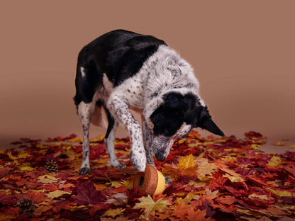 BARK Super Chewer Acornucopia Dog Toy Large - Performance Dog Supply