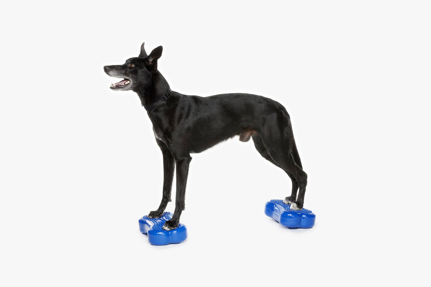 FitPAWS - K9FITbone MINI Set of 2