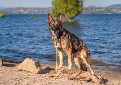 Denali Tug Toy - Mystery Tug