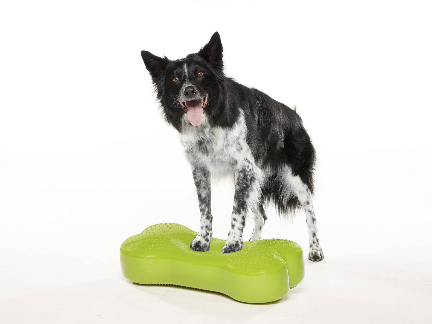 FitPAWS - Regular K9FITbone Dog Balance Training Platform